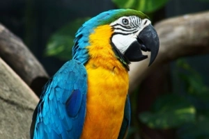 Amazing Parrot1800716758 300x200 - Amazing Parrot - Parrots, Parrot, Amazing